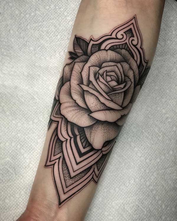 rosa rosa