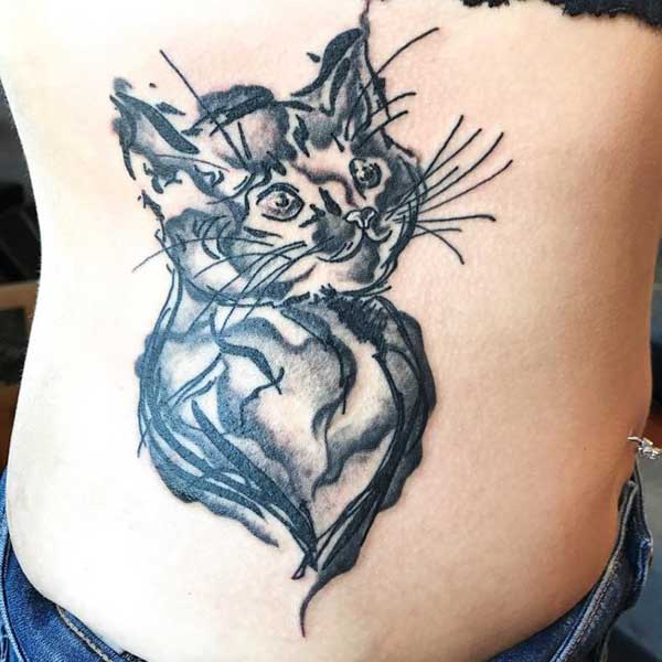 gato gato